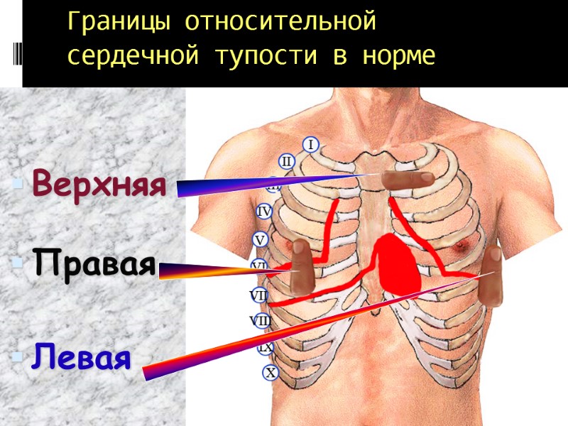 Границы относительной сердечной тупости в норме   Верхняя   Правая  Левая